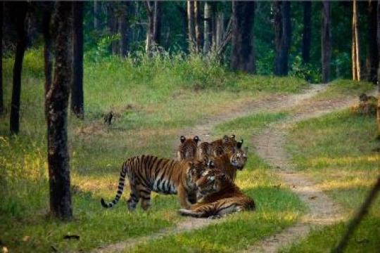All India Tigers Census number up