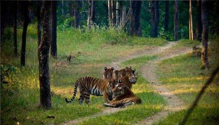 All India Tigers Census number up