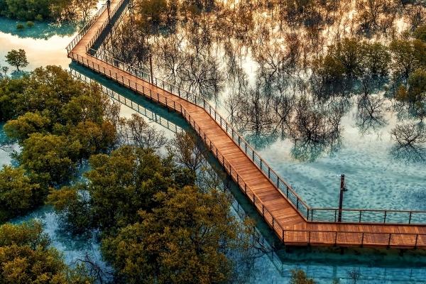 Etihad Airways Adopts Etihad Mangrove Forest Initiative