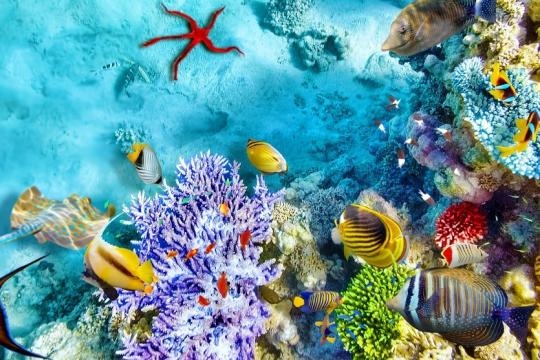 flydubai to Resume Maldives Service from October 27