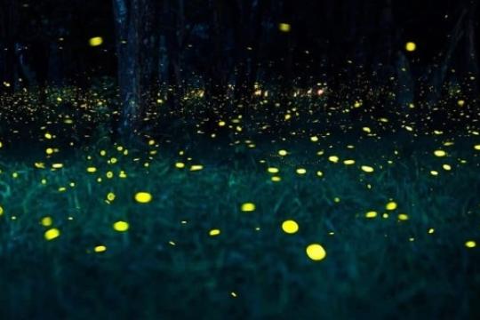 Maharashtra to Host 20 Cultural Festivals Across 6 Regions