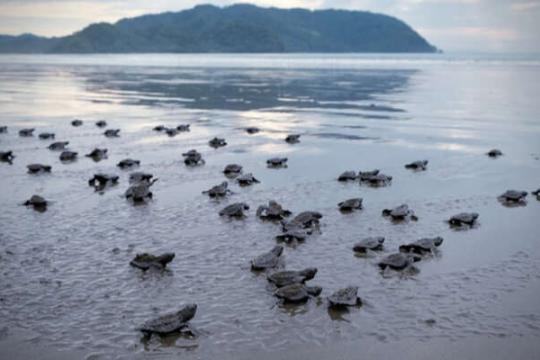 Konkan Tourism’s second webinar to focus on turtle tourism