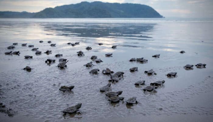 Konkan Tourism’s second webinar to focus on turtle tourism