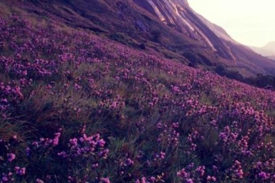Kerala targets 8 Lakh+ tourists during Neelakurinji Blooming Season