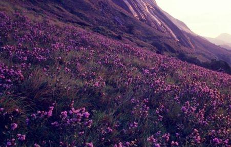 Kerala targets 8 Lakh+ tourists during Neelakurinji Blooming Season