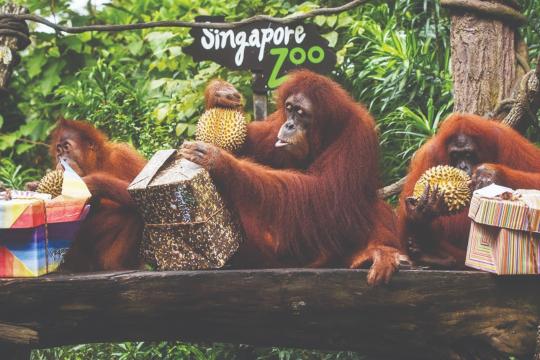 Singapore to develop ‘Mandai’ as a nature park