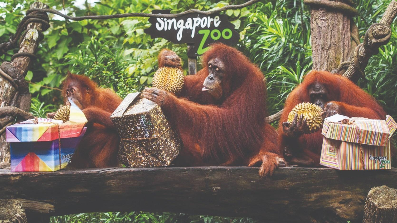 Singapore to develop ‘Mandai’ as a nature park