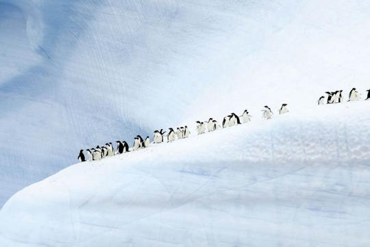 Thomas Cook India launches ‘Undiscovered Antarctica’