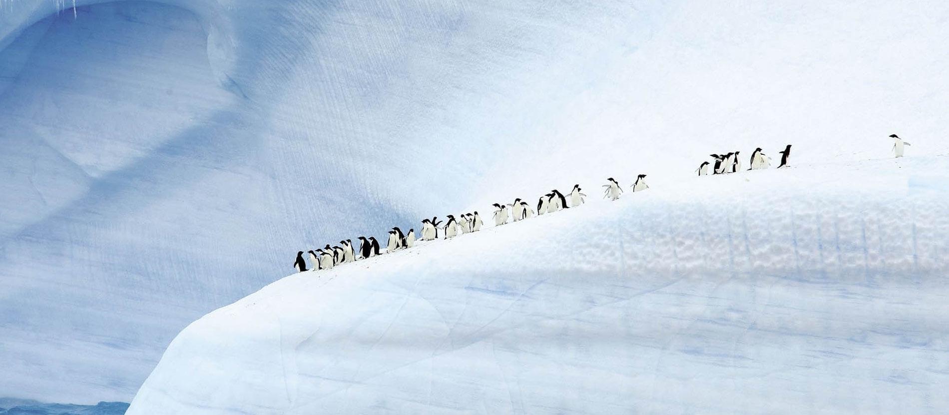 Thomas Cook India launches ‘Undiscovered Antarctica’