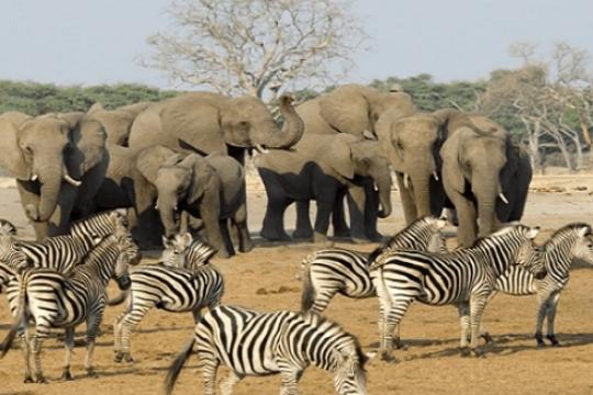 South Africa bags ‘Best International Destination for Wildlife’ award