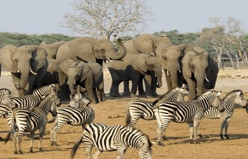South Africa bags ‘Best International Destination for Wildlife’ award
