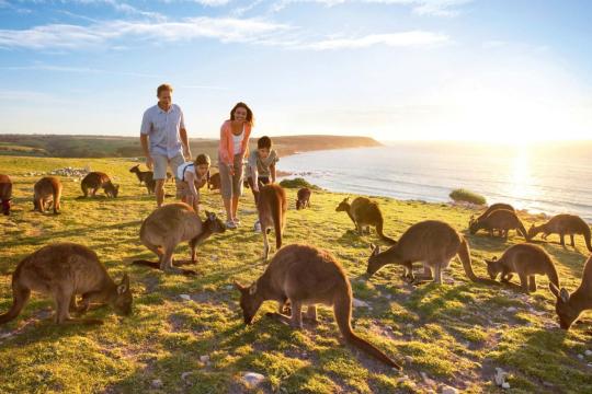 South Australia witnesses 18% up in Indian visitations