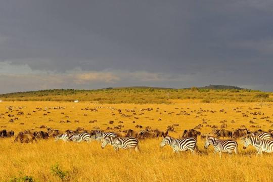 Kenya eyes India market in 2021