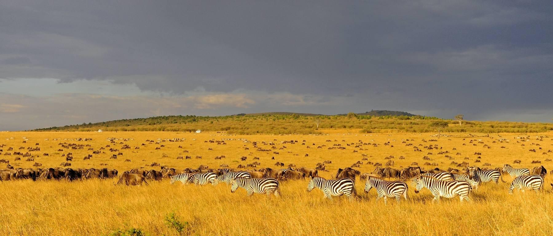 Kenya eyes India market in 2021