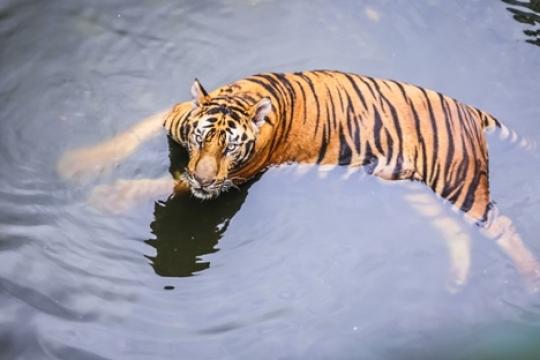 World Animal Protection Urges Tourists to Avoid Visiting Venues Offering Tiger Shows