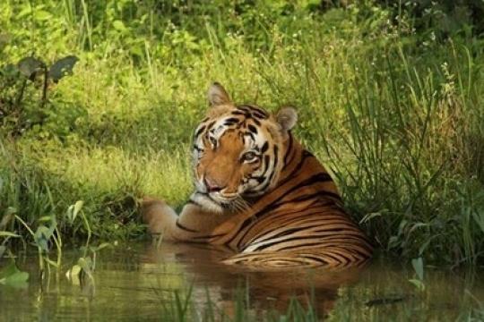 Taj Safaris Celebrates the Increase of Tigers in India