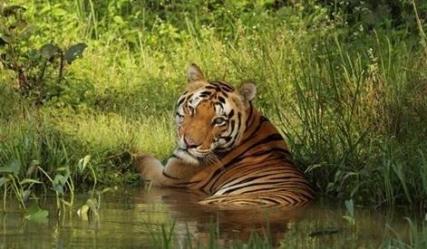 Taj Safaris Celebrates the Increase of Tigers in India