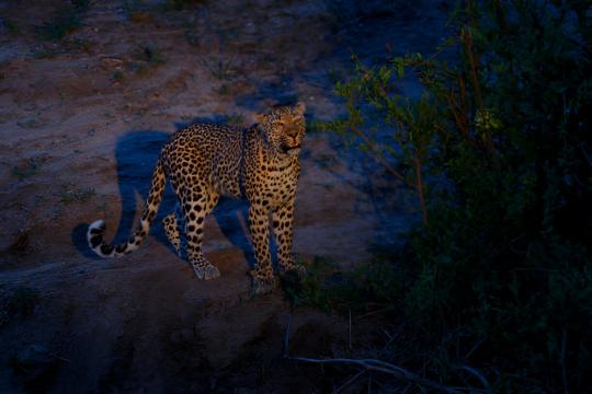 Nearly 40% tourists in FY2024-25 opted for stargazing and astro tourism: JCI