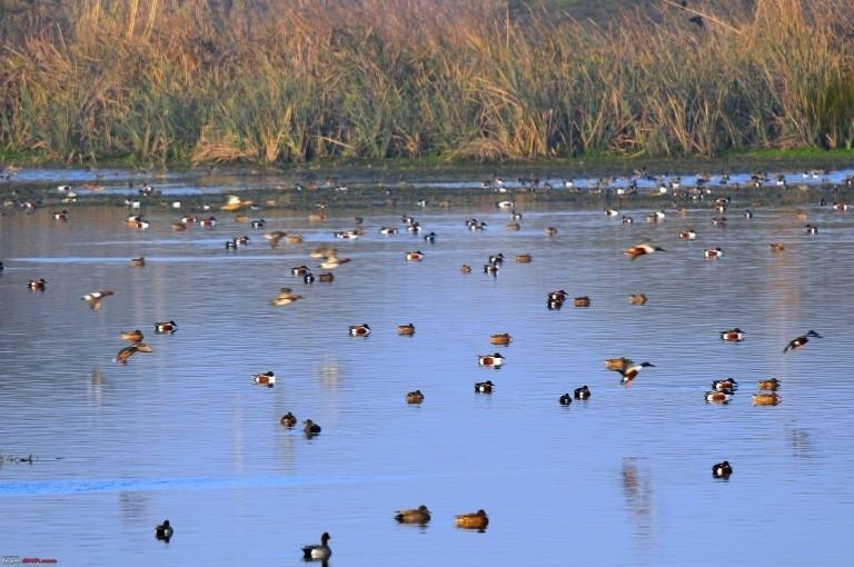 Ministry Organises Webinar on ‘Birding in India’