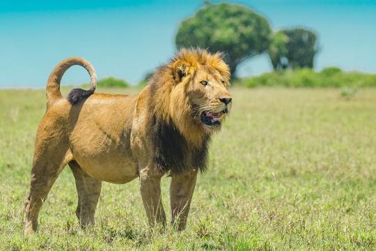 Kenyan tourism players offer incentives to regain Indian numbers