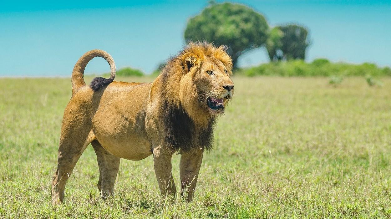 Kenyan tourism players offer incentives to regain Indian numbers