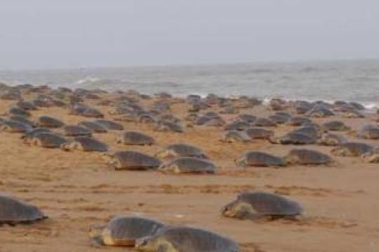 Yatra launches a curation of in-city activities