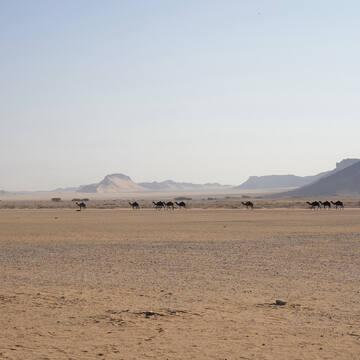 Saudi Arabia’s Al-Faw Archaeological Area joins UNESCO world heritage list