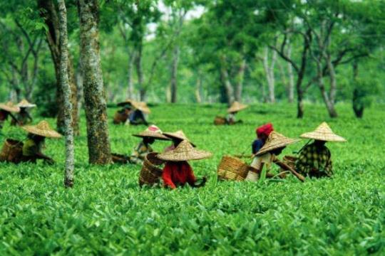 Ministry Forms a Committee of Stakeholders to Promote North Eastern Region