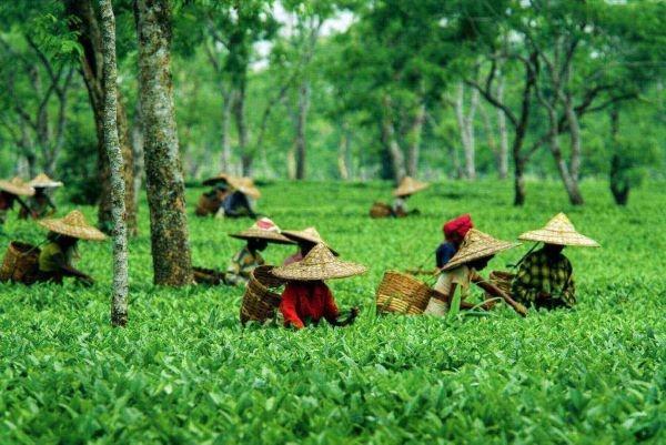 Ministry Forms a Committee of Stakeholders to Promote North Eastern Region