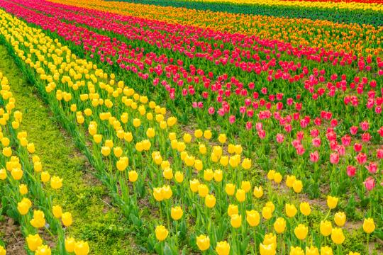 17.2k tourists visit Tulip Garden on inaugural day