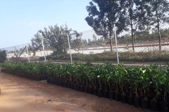 BIAL to Revive Devanahalli Pomelo