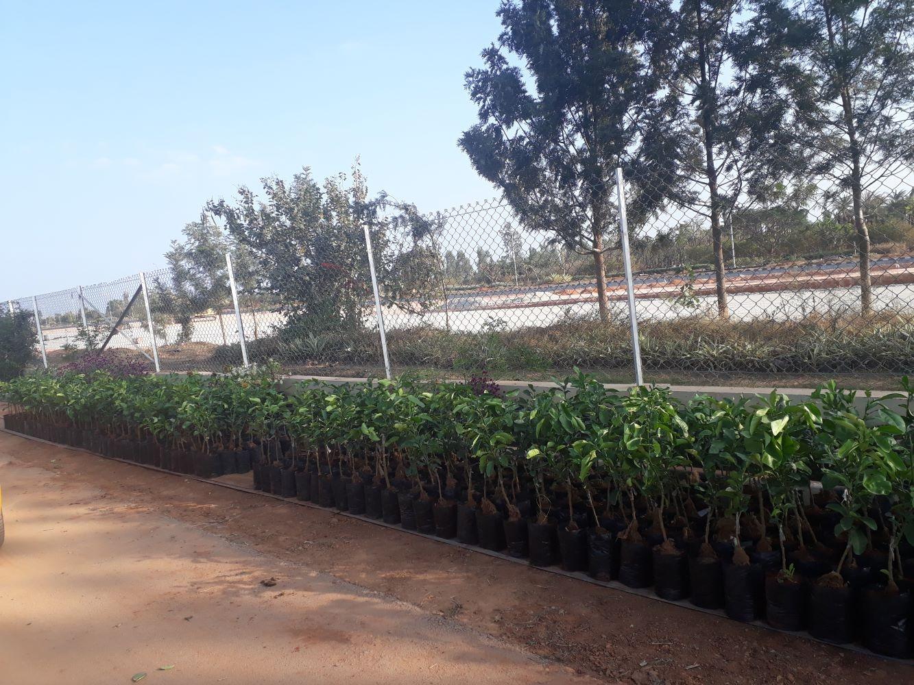 BIAL to Revive Devanahalli Pomelo