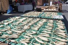 Ginseng Festival to be held from Sept 6