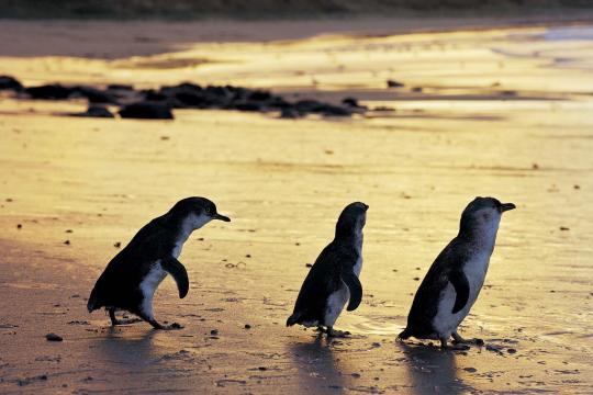 Nature Parks increases Penguin Parade capacity