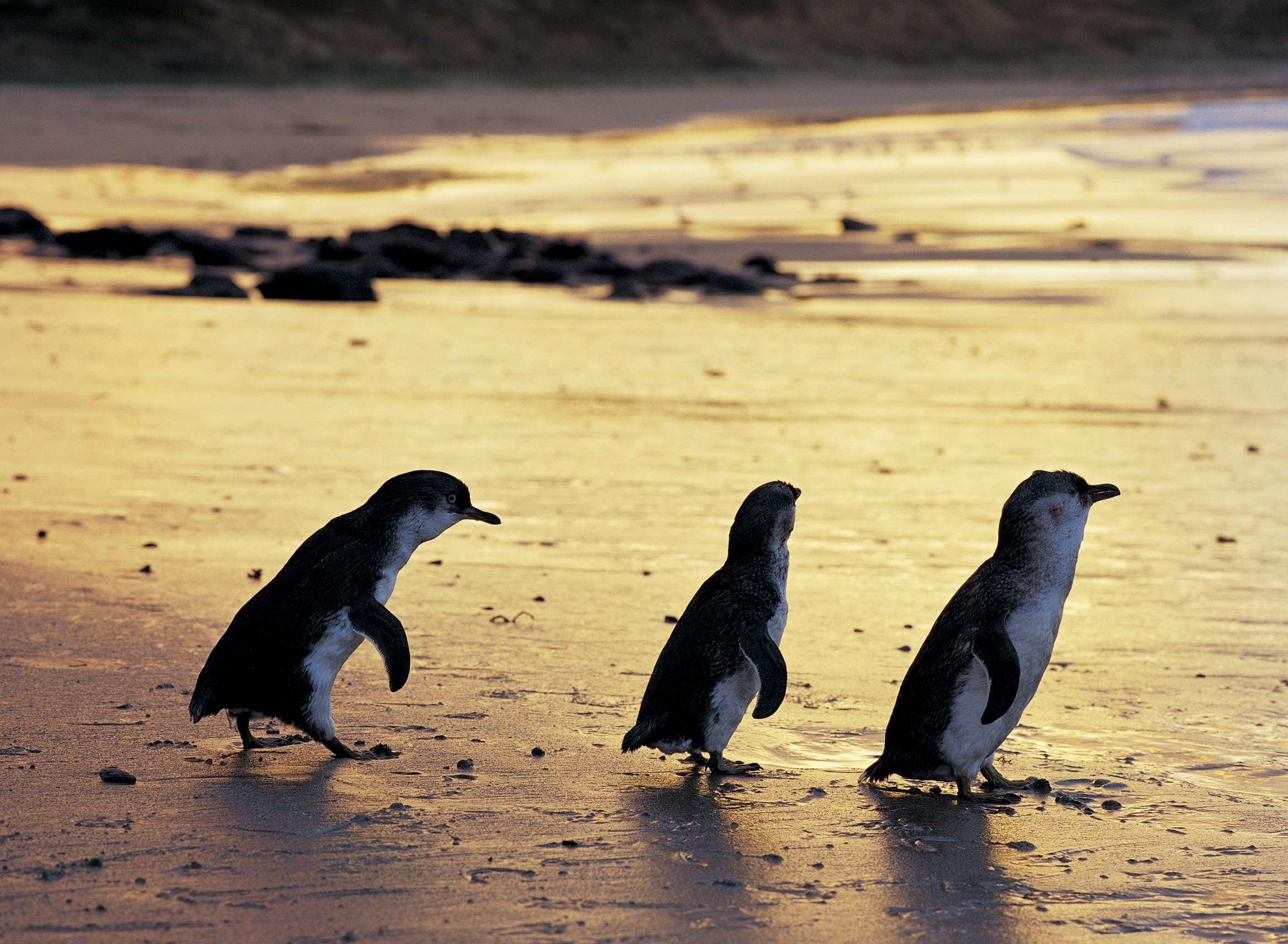 Nature Parks increases Penguin Parade capacity