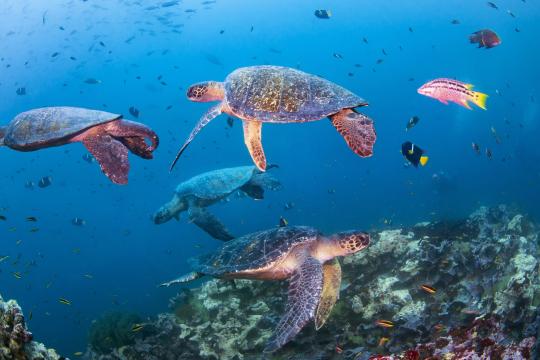 Novotel, WWF partners for the protection & restoration of the world’s oceans