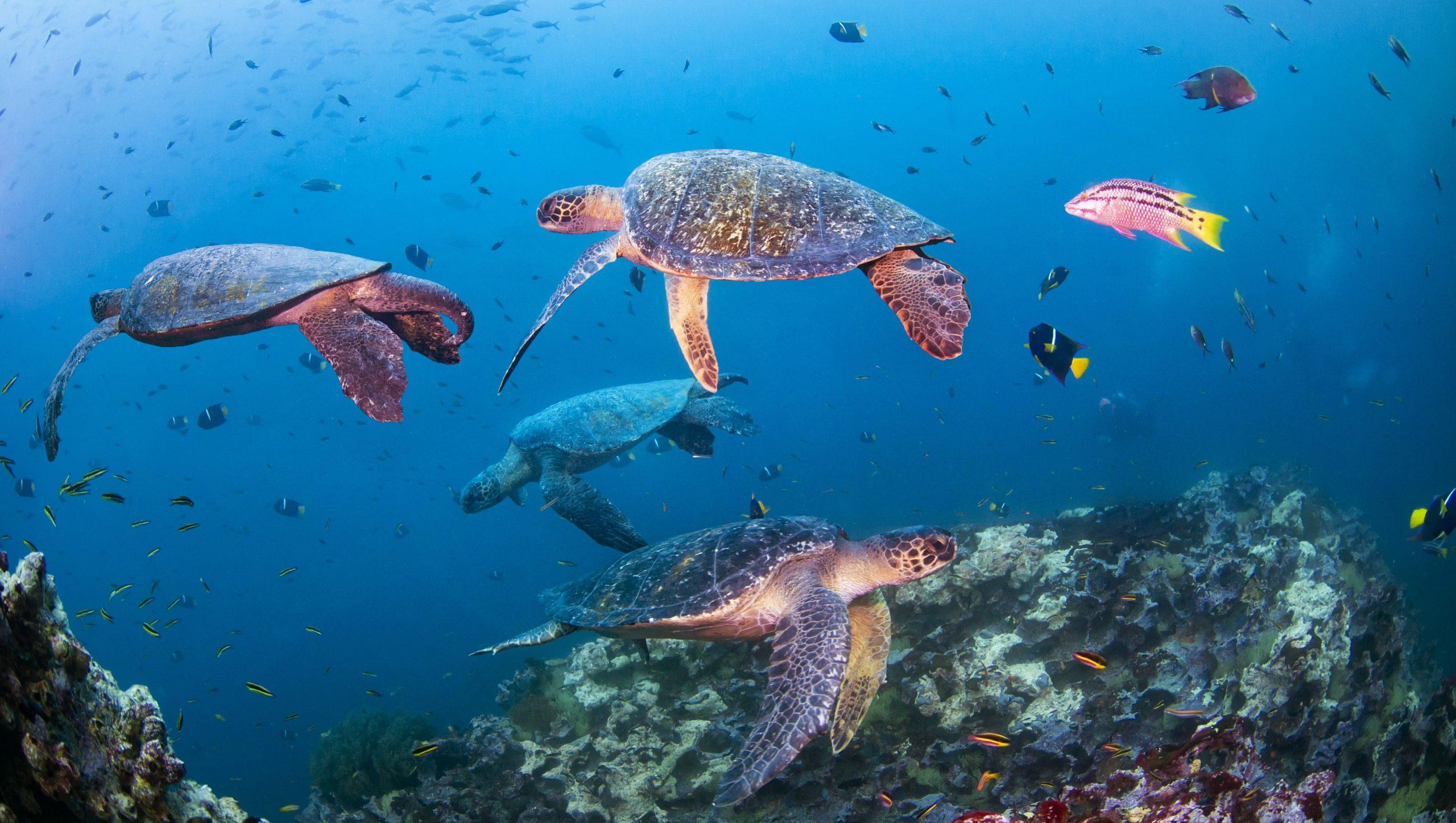 Novotel, WWF partners for the protection & restoration of the world’s oceans