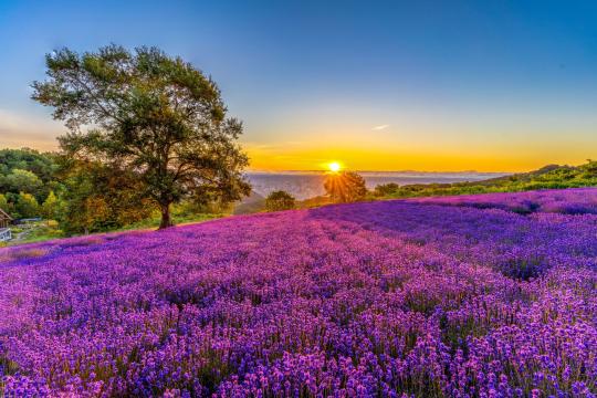 Sapporo City partners with Global Destinations and ANA to attract Indian travellers